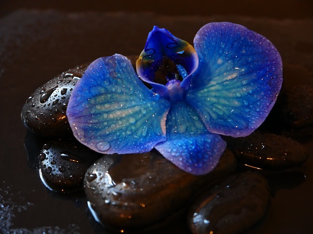 orchidej a kameny